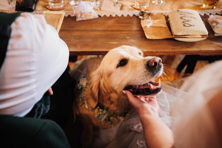 A Golden retriever dog saying hello to the bride during her wedding breakfast at dog-friendly wedding venue Chypraze wedding barn, captured by cornwall wedding photographer Chris Armstrong photography
